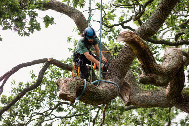 How Our Tree Care Process Works  in  Fullerton, NE